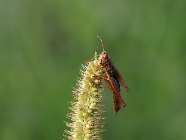 Cuerpo Cricket Una Macro Flor Primer Plano Retrato — Foto de Stock