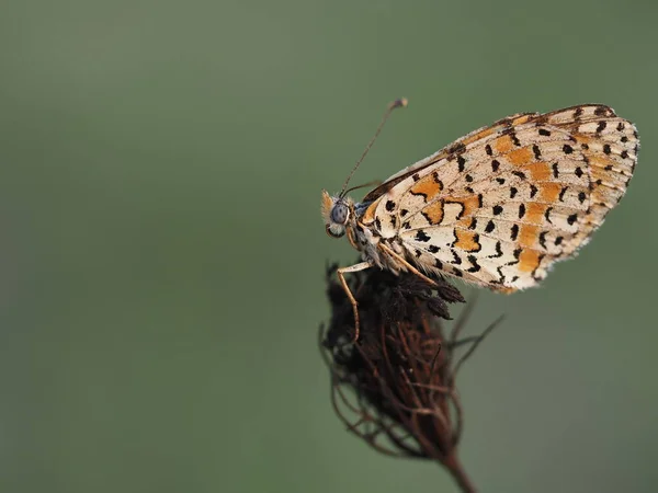 Una Mariposa Naranja Blanca Negra Sobre Fondo Marrón — Foto de Stock