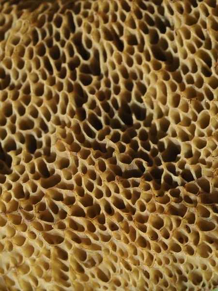 Suillus Granulatus Mushroom Close Macro Detail — Stock Photo, Image