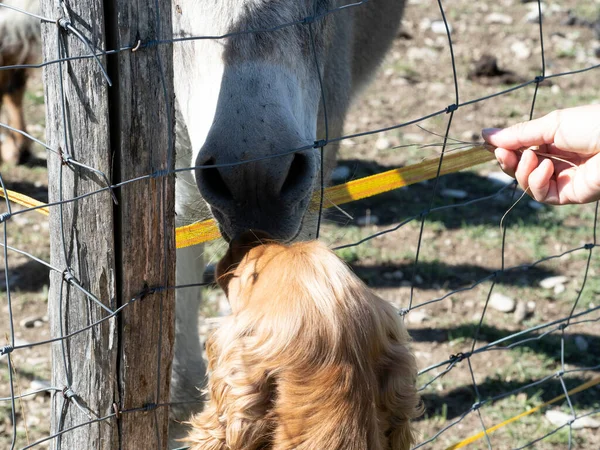 Trauriger Esel Gefangener Käfigzaun Bester Freund Mit Cockerspaniel Hund — Stockfoto