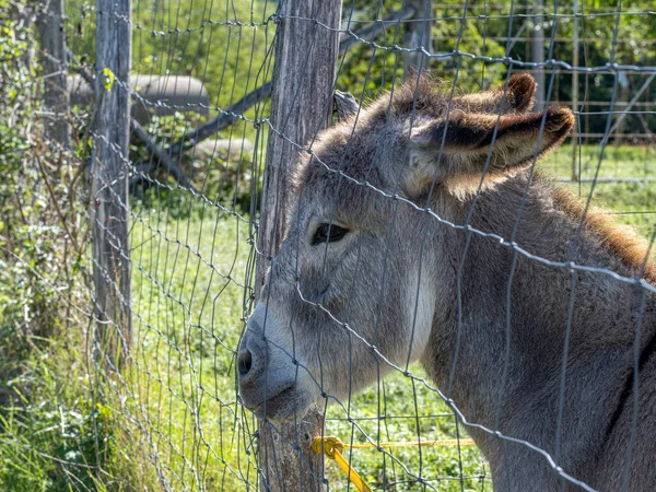 Triste Burro Prisionero Una Valla Jaula —  Fotos de Stock