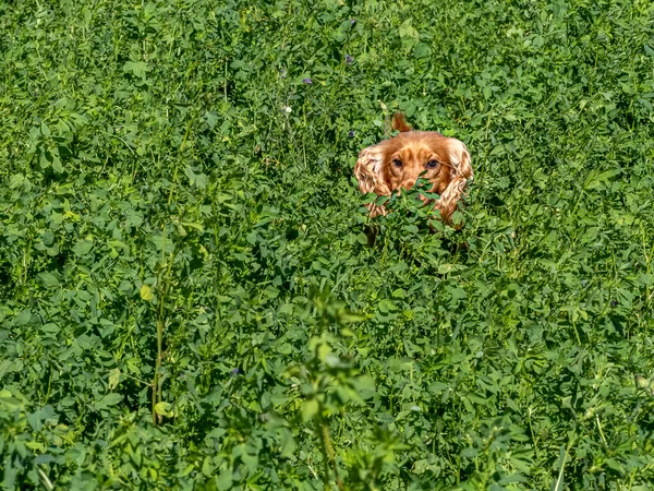 Szczęśliwy Szczeniak Pies Cocker Spaniel Skok Zielony Trawa — Zdjęcie stockowe