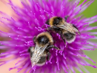 Kardoon çiçeğinin üzerindeki arılar makroyu kapatır