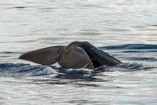 Sperma Wieloryb Ogon Podczas Schodzenia Zachód Słońca Zbliżenie — Zdjęcie stockowe