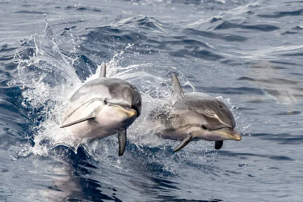 Bebé Feliz Delfín Rayado Saltando Fuera Del Mar Atardecer Con — Foto de Stock