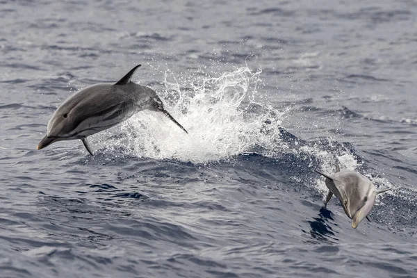 Bebé Feliz Delfín Rayado Saltando Fuera Del Mar Atardecer Con —  Fotos de Stock