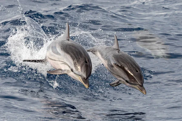 Bambino Felice Delfino Strisce Saltando Fuori Dal Mare Tramonto Con — Foto Stock