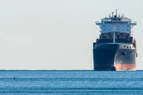 Φάλαινα Δολοφόνος Όρκα Κοντά Πλοίο Μεταφοράς Εμπορευματοκιβωτίων Στη Μεσόγειο Θάλασσα — Φωτογραφία Αρχείου
