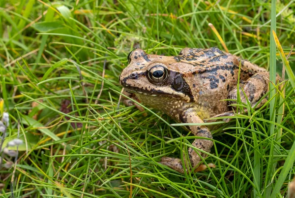 Common Mountain Frog Green Grass Dolomites — Stock Photo, Image