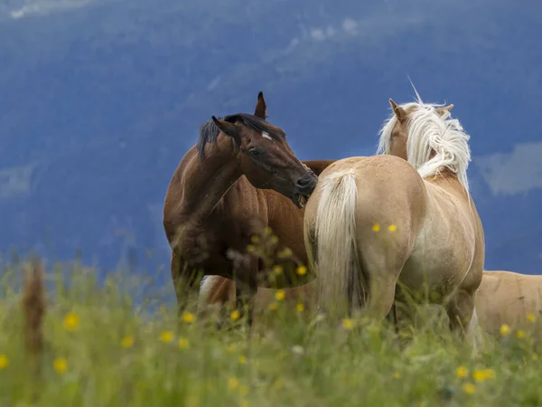 Bruin Grappig Paard Portret Close — Stockfoto