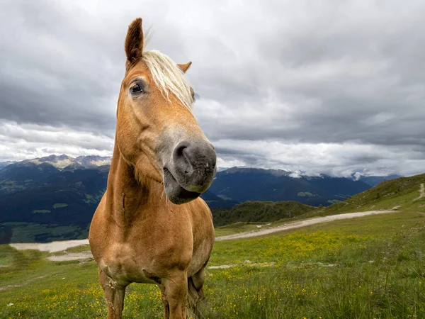 Brązowy Śmieszne Konia Portret Bliska — Zdjęcie stockowe