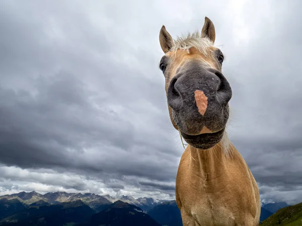 Hnědý Legrační Kůň Portrét Zblízka — Stock fotografie