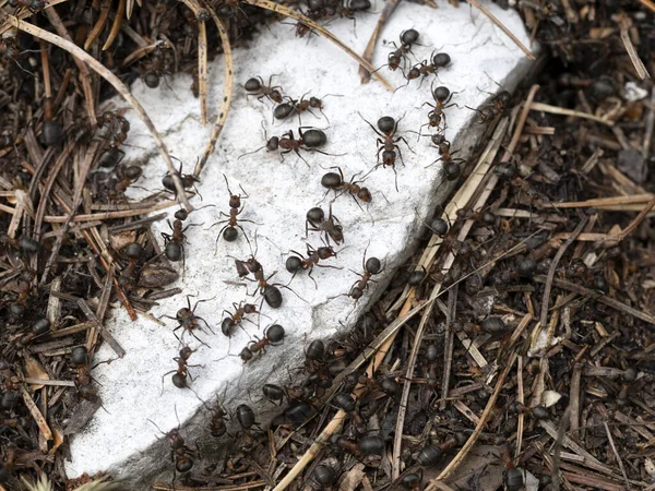 Red ants on white stone anthill in dolomites mountains