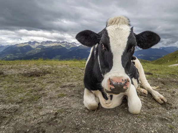 Vache Dans Dolomites Fond Montagne Vous Regardant — Photo