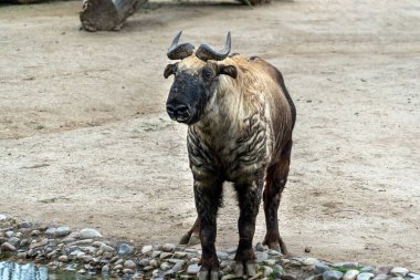 Mishmi dağ keçisi portresi al.
