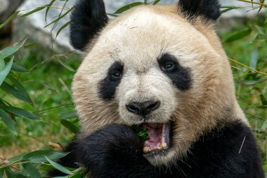 Bambu yerken dev bir panda. Yakından portre.