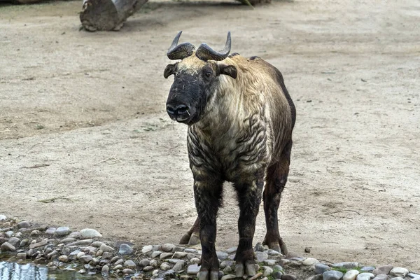 Mishmi Takin Montagna Capra Ritratto — Foto Stock