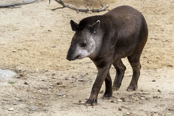 Tapir Mentre Viene Voi — Foto Stock