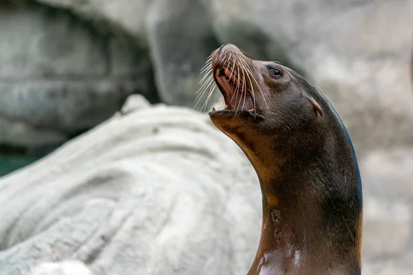 南美洲阿根廷海狮海豹女肖像 — 图库照片