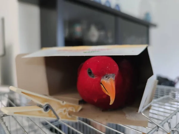 Red Parrot Looking You Cardboard Box — Stock Photo, Image