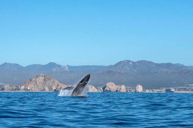 Pasifik Okyanusu arka planda cabo san'kambur balina ihlal lucas Meksika