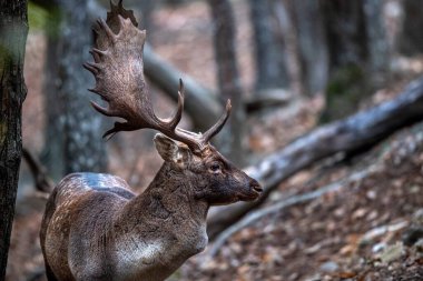 Aşk mevsiminde ormandaki nadasa düşen geyik