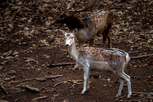 在森林里的爱情季节放肆的鹿群 — 图库照片