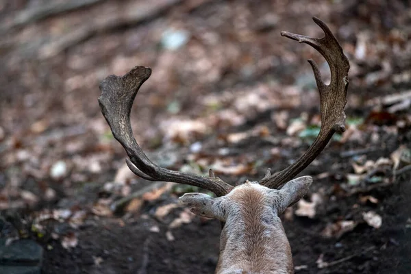 森の中の恋の鹿 — ストック写真