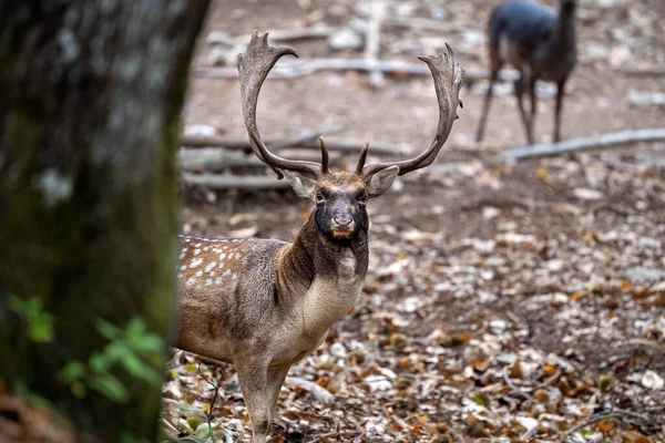 森の中の恋の鹿 — ストック写真