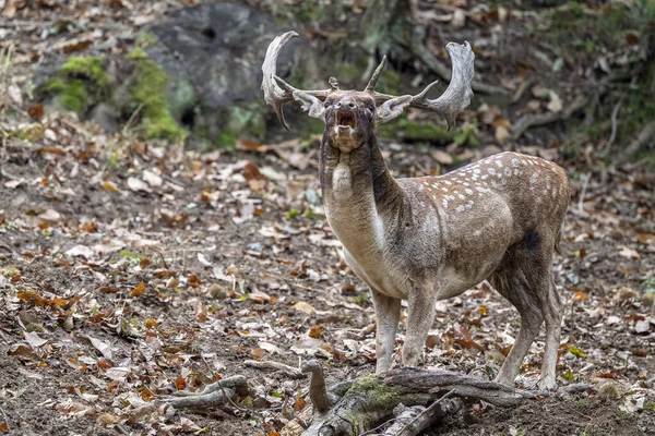 Fallow Deer Love Season Forest — Stock Photo, Image