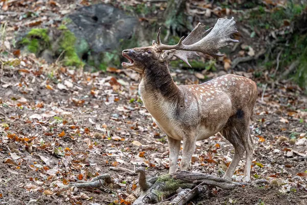 Fallow Deer Love Season Forest — Stock Photo, Image