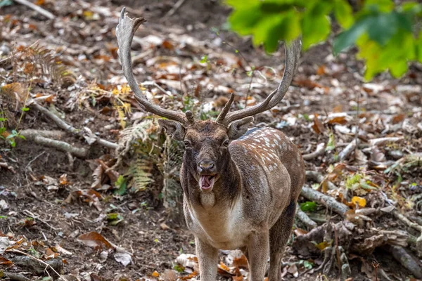 Fallow Deer Love Season Forest — Stock Photo, Image