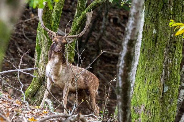 Fallow Deer Love Season Forest — Stock Photo, Image