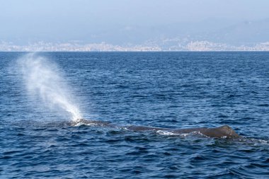 Sperm Balinası Akdeniz 'de gün batımında dalıyor