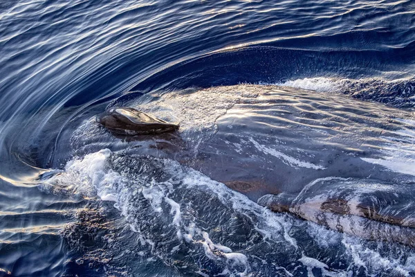 Sperm Whale Diving Sunset Mediterranean Sea — Stock Photo, Image