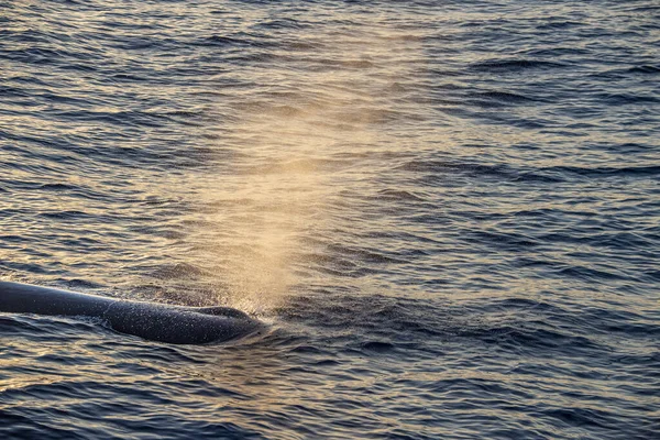 Sperm Whale Mergulho Pôr Sol Mar Mediterrâneo — Fotografia de Stock