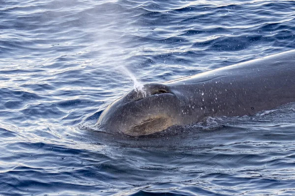 Sperm Whale Mergulho Pôr Sol Mar Mediterrâneo — Fotografia de Stock