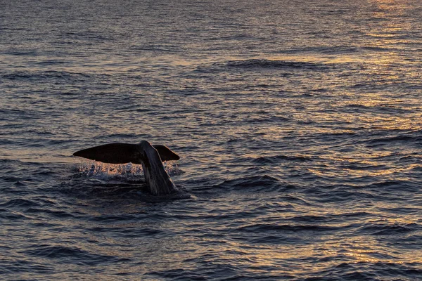 Esperma Buceo Ballenas Atardecer Mar Mediterráneo —  Fotos de Stock