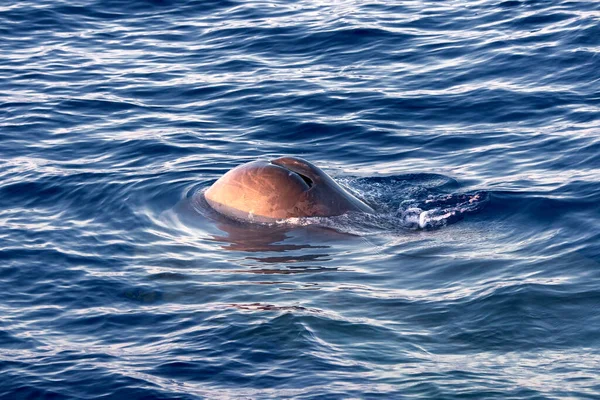 Sperma Walvis Duiken Bij Zonsondergang Middellandse Zee — Stockfoto