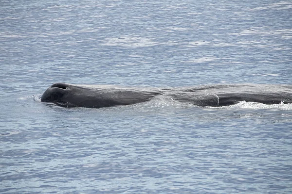 Sperme Plongée Baleine Coucher Soleil Dans Mer Méditerranée — Photo