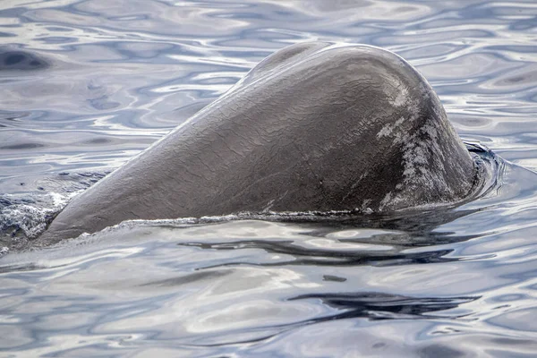 바다에서 일몰시에 잠수하는 향유고래 — 스톡 사진