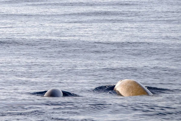 Nome Del Delfino Balena Cuvier Ultra Rara Vedere Vitello Madre — Foto Stock