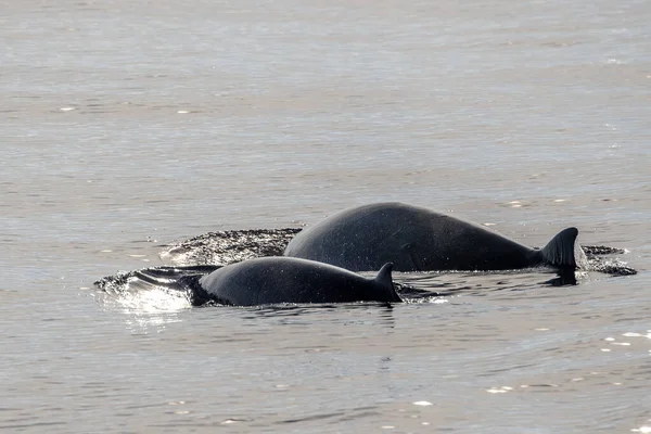 Nom Dauphin Baleine Cuvier Ultra Rare Voir Mère Bébé Veau — Photo