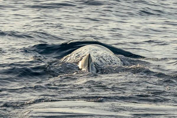 바다에서 일몰시에 잠수하는 향유고래 — 스톡 사진