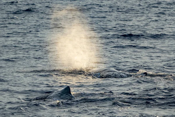 Sperma Walvis Duiken Bij Zonsondergang Middellandse Zee — Stockfoto