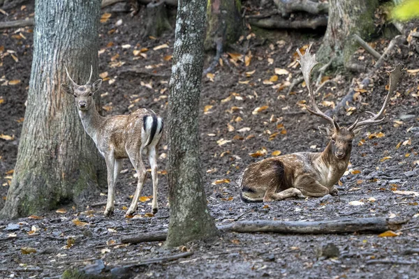 年少无知的成年雄鹿在爱情的季节在森林里休憩 — 图库照片