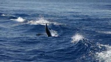 Çizgili yunus mavi denizde ağır çekimde zıplıyor