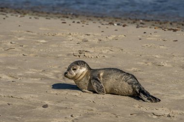 Danimarka 'nın Skagen kumlu sahilinde yeni doğmuş bir bebek fok balığı.