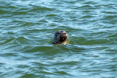 Kuzey Denizi 'nde gri foklar