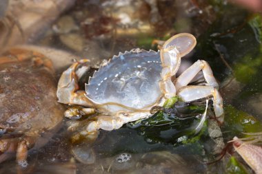 Bir Polybius holsatus yüzen yengeç kuzey deniz yıldızı Almanya 'da balık tutarken yakalanır.